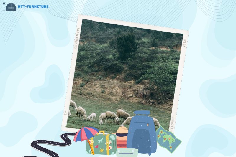 Cánh đồng cừu Nghệ An