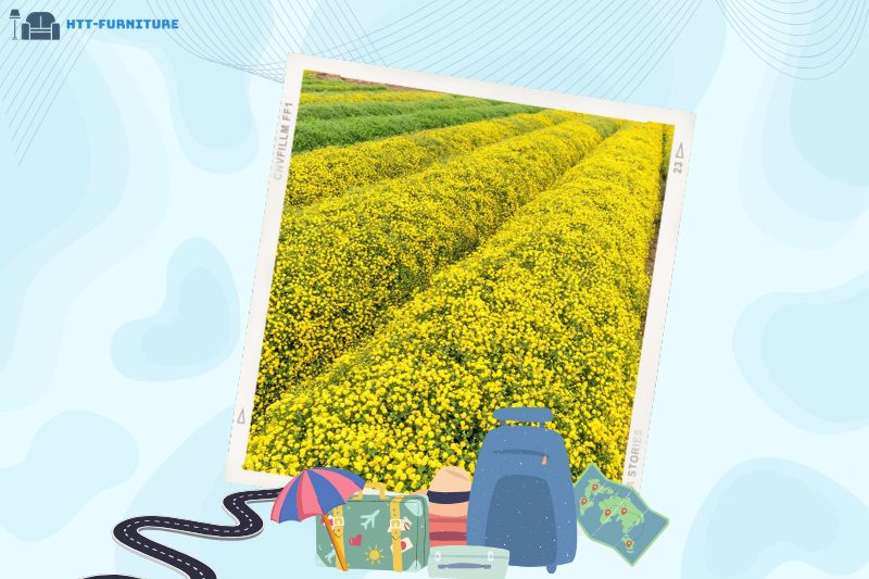 Cánh đồng hoa Cúc Chi