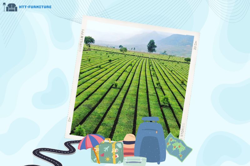 Đồi chè Tân Uyên