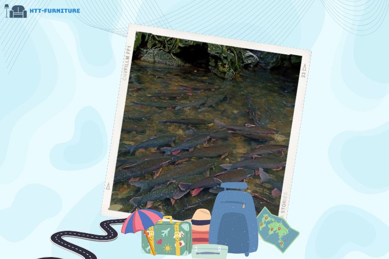 Suối cá thần Cẩm Lương