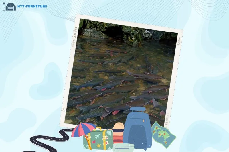 Suối cá thần Cẩm Lương