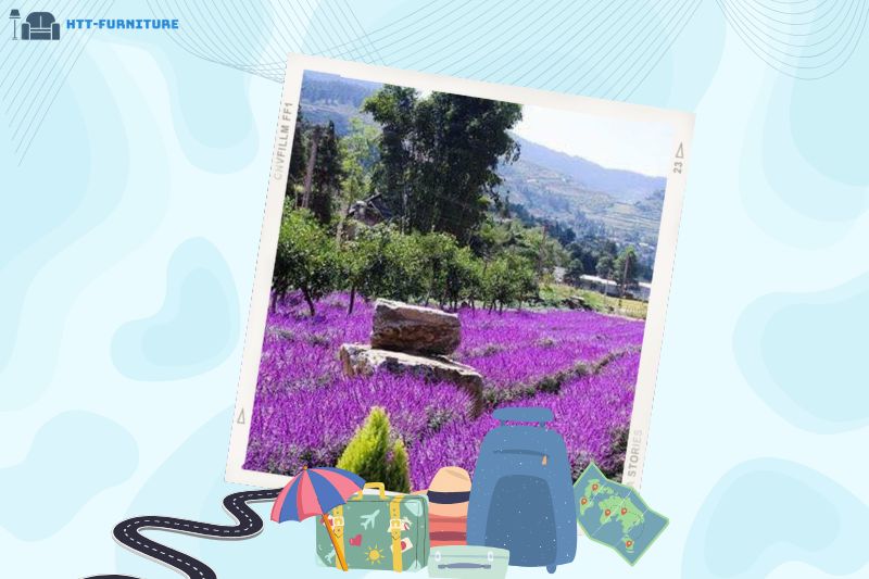 Thung lũng hoa Thải Giàng Phố