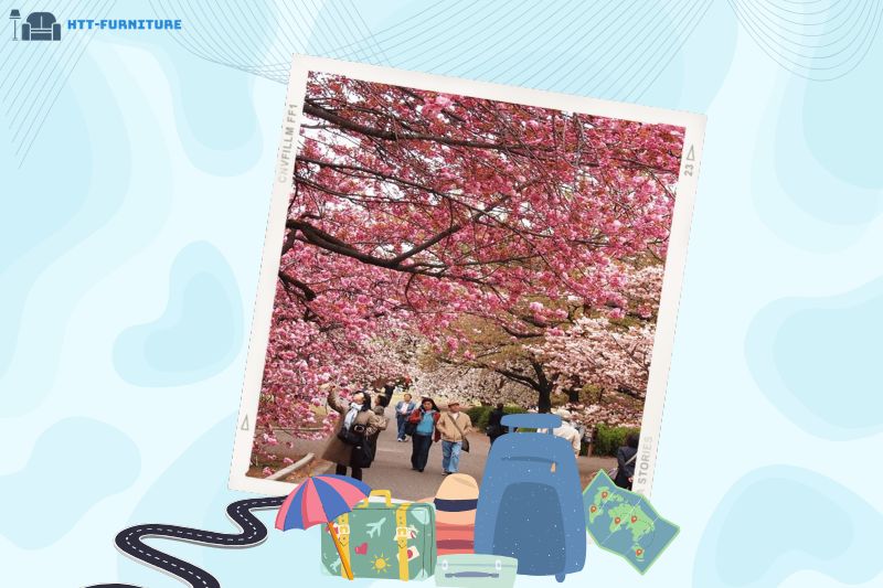 Vườn Anh Đào Mường Phăng