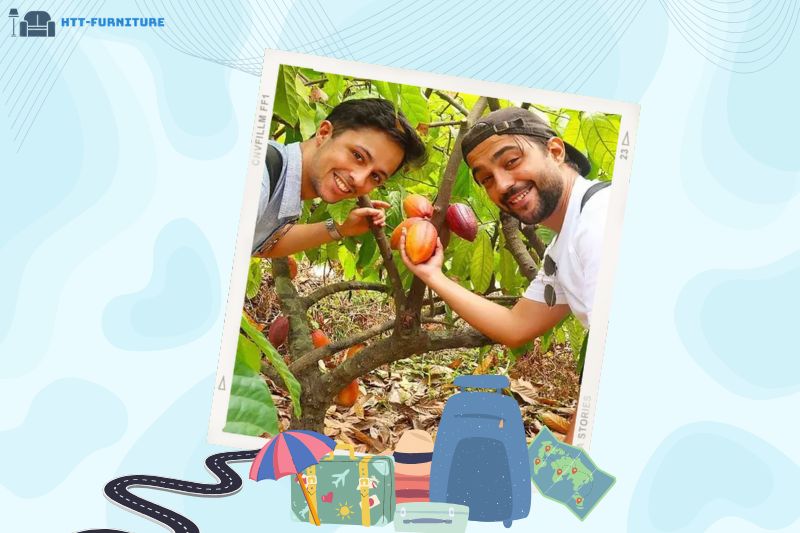 Vườn ca cao Mười Cương