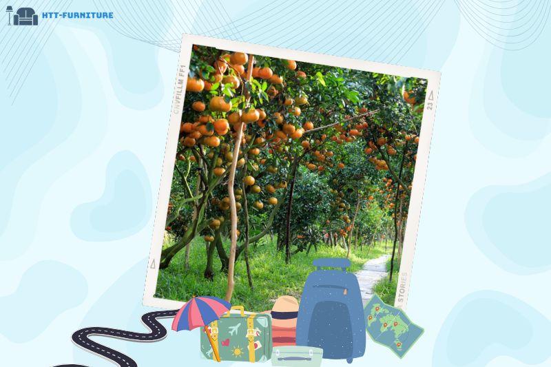 Vườn quýt hồng Lai Vung