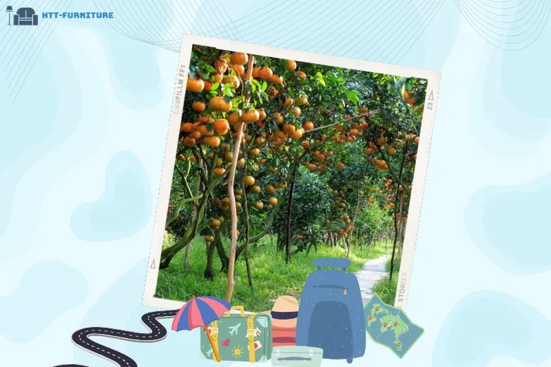 Vườn quýt hồng Lai Vung