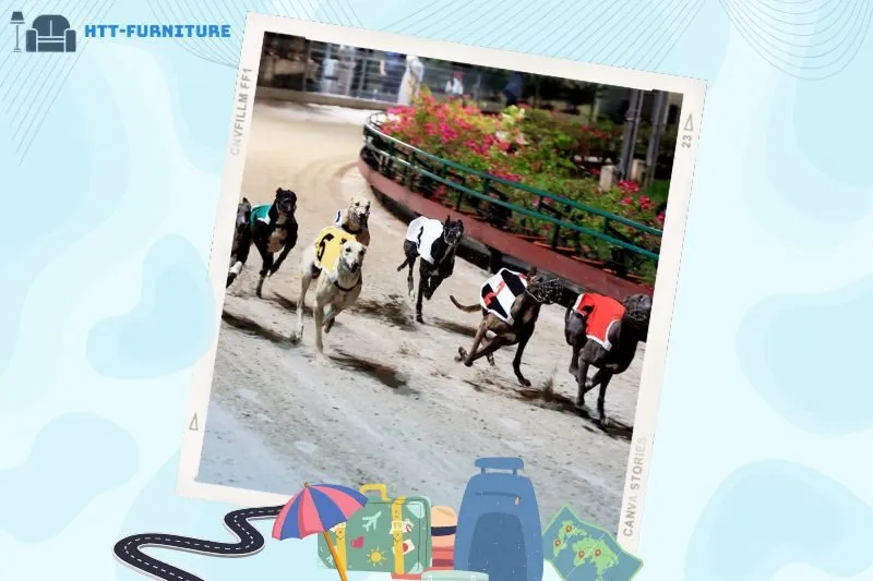 Có gì đặc biệt tại Trường đua chó Vũng Tàu?