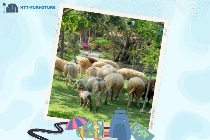 Giới thiệu về Đồi cừu sinh thái Bưng Riềng Vũng Tàu