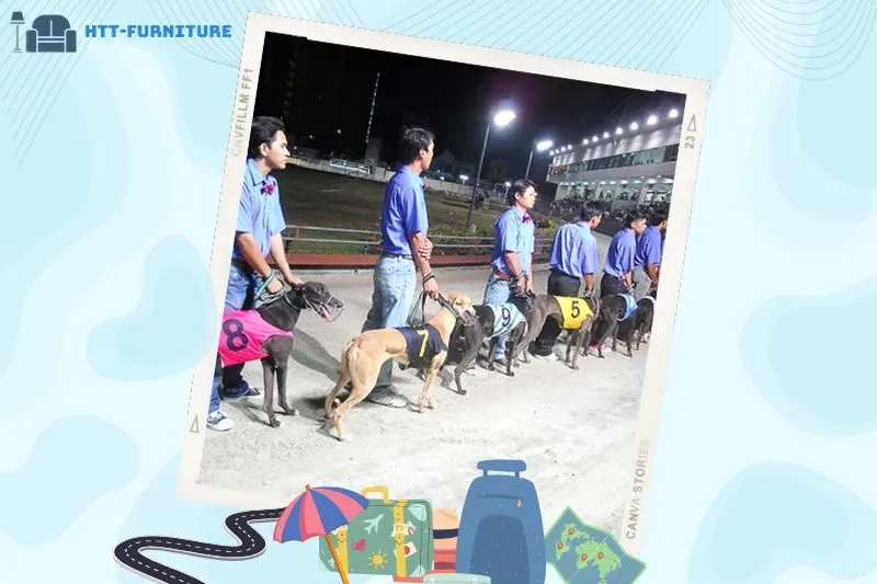 Trải nghiệm không khí đua chó sôi động tại Vũng Tàu