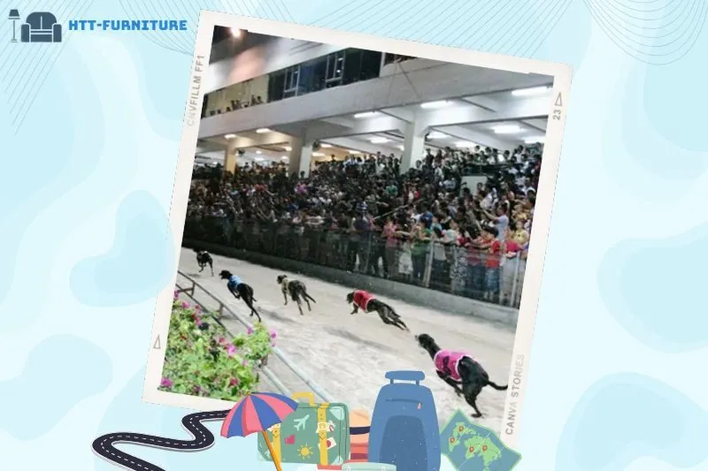 Trường đua chó Vũng Tàu là gì? Có còn hoạt động không?